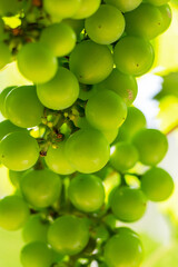 Green unripe grapes on a branch in summer
