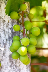 Green unripe grapes on a branch in summer