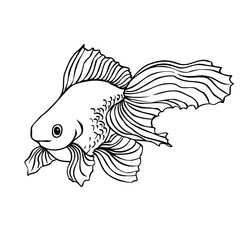 Golden fish hand drawn illustration, black and white goldfish drawing, engraving, uncolored © Svetlana