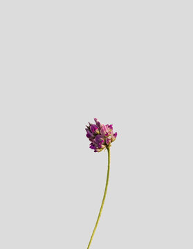 Beautiful psoralea corylifolia,babchi flower Indian. 