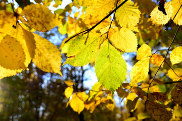 autumn tree with yellow leaves in sunny day, close-up