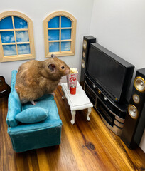 Cute Syrian hamster eating popcorn and watching television 