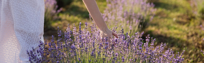 partial view of woman near lavender blooming in meadow, banner.