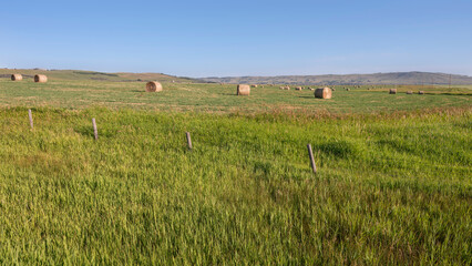 Fototapeta premium Round bales in a hay field near the town of Cochrane, Alberta
