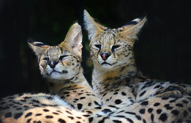Portrait of two servals