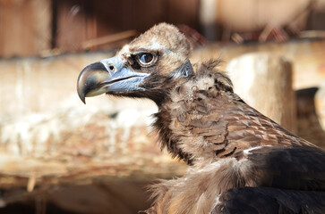close up of a vulture