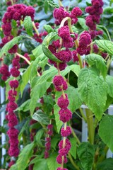 紐鶏頭 （ひもげいとう）
