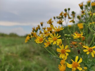 yellow flowers in the field