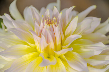 Close-up of a luminescent white and yellow dahlia flower.