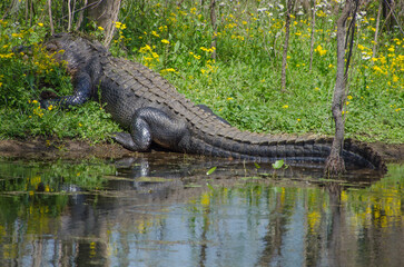 A large American alligator nestled in the wildflower as it warms in the sun on a bright spring day.