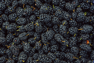 background from summer black and blue mulberry berries