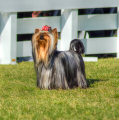A small gray black and tan Yorkshire Terrier dog standing on the grass, having its head coat...