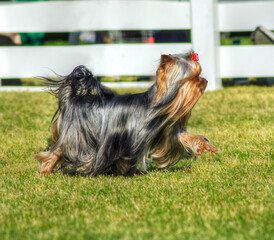 A small gray black and tan Yorkshire Terrier dog running on the grass, having its head coat braided...