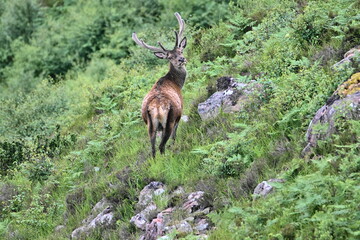 Red Deer (Cervus elaphus) at Applecross, Scotland