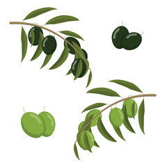 Branch with olives and black olives isolated on white background. flat style