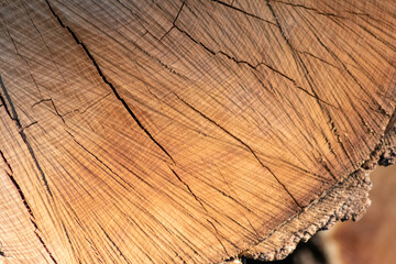 Natural rough figure of sawed wood shows a beautiful natural wooden background, bark and cambium,...