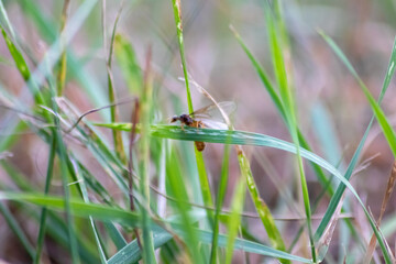 Ant wedding flight with flying ants like new ant queens and male ant with spreaded wings mating as beneficial insect for reproduction in macro low angle view formicary nest colony new insect society