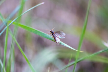 Ant wedding flight with flying ants like new ant queens and male ant with spreaded wings mating as beneficial insect for reproduction in macro low angle view formicary nest colony new insect society