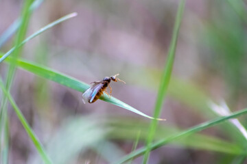 Ant wedding flight with flying ants like new ant queens and male ant with spreaded wings mating as beneficial insect for reproduction in macro low angle view formicary nest colony new insect society