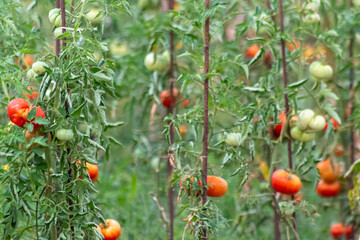 Cherry tomatoes grown at home and ripening and hanging in the vegetable garden as organic food and organic vegetables for a healthy nutrition without pesticides for vegetarians and vegans cultivated