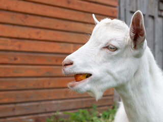 Young white goat is chewing an apple. Cute cud-chewing animal on a farm - obrazy, fototapety, plakaty