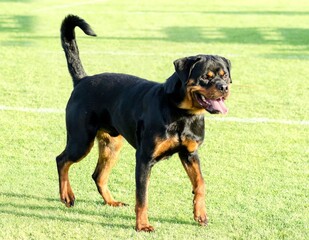 A healthy, robust and proudly looking Rottweiler dog standing on the grass. Rotweillers are well known for being intelligent dogs and very good protectors.
