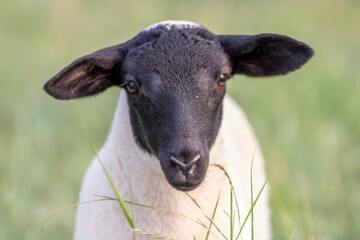 Little lamb with black head and attentive mother sheep caring for the grazing sheep in organic...