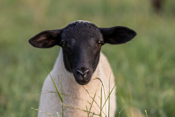 Little lamb with black head and attentive mother sheep caring for the grazing sheep in organic pasture farming with relaxed sheep herd in green grass as agricultural management in idyllic countryside