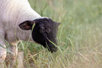Little lamb with black head and attentive mother sheep caring for the grazing sheep in organic pasture farming with relaxed sheep herd in green grass as agricultural management in idyllic countryside © sunakri