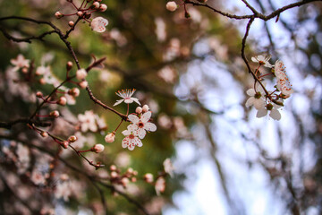 Colores en flor
