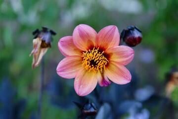Magnifique fleur sur le sentier du clair de lune
