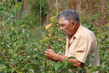 Old man harvesting raspberry in summer garden, elderly man with berries crop
