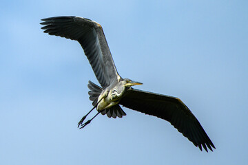 Grey heron flying