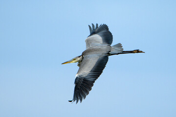 Grey heron flying