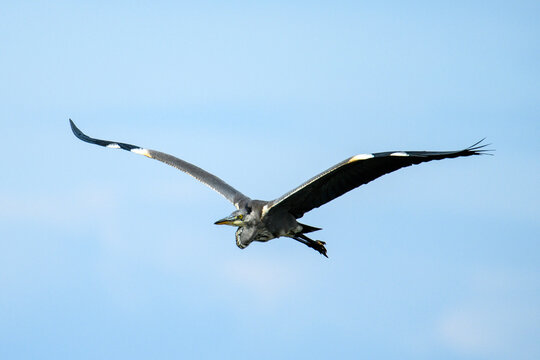 Grey heron flying