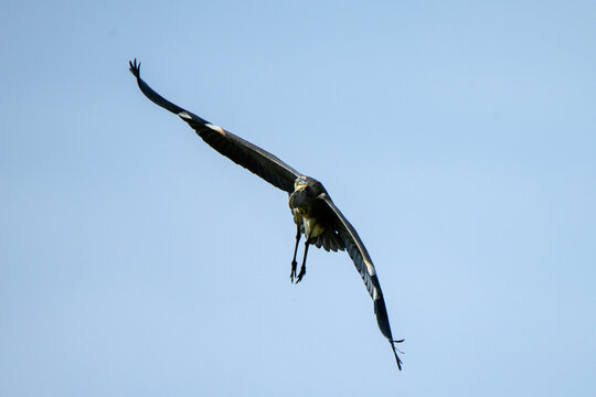 Grey heron flying