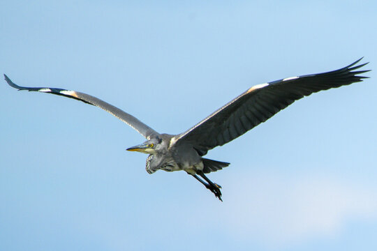 Grey Heron Flying