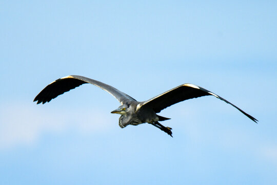 Grey heron flying