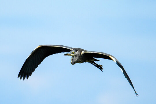 Grey heron flying