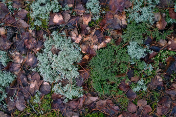 Vegetation in the forest. Top view of mosses and lichens under the forest canopy.