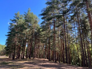 morning in the pine forest, summer, sunny day