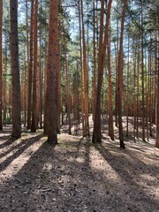pine trees in a coniferous forest. summer day