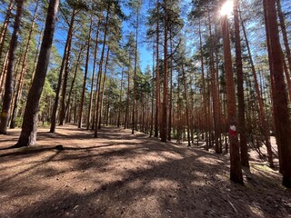 morning in the pine forest, summer, sunny day