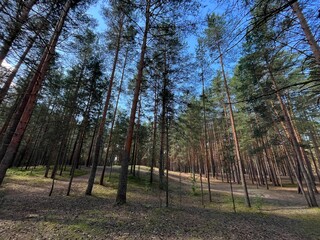 morning in the pine forest, summer, sunny day