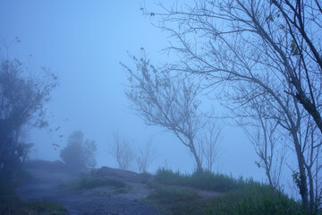 Obraz na płótnie Canvas fog with branch trees in forest