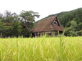 Fototapeta na wymiar Japón rural