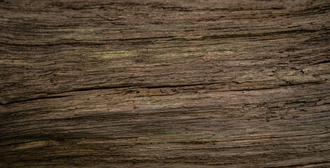 altes Holz am Waldrand