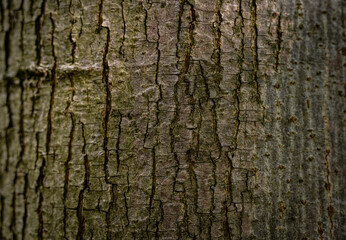 Baumstamm Hintergrund Rinde