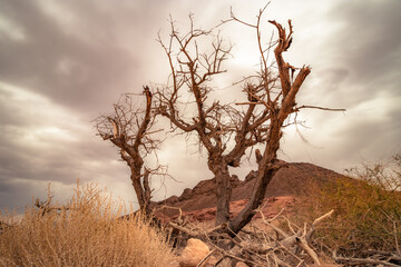 tree in the desert  in Timna natural park in Negev, Eilat Israel
