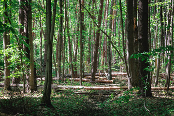 Fototapeta premium Kabaty Woods - woodland park in Warsaw city, Poland